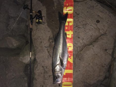 円山川シーバス