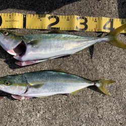 淡路島へビッグブルーを求めて