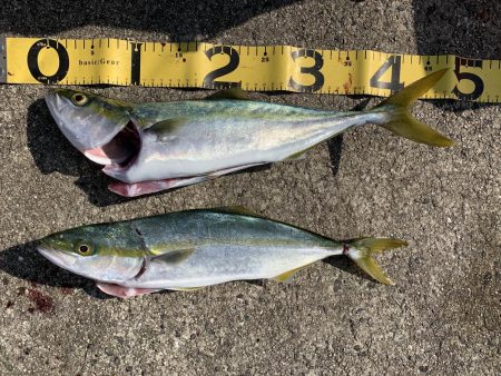 淡路島へビッグブルーを求めて