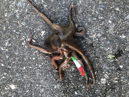 蛸釣り！