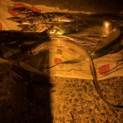 ボチボチかなぁ?