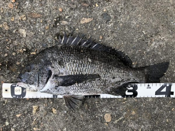 イチノ兄弟、釣果！