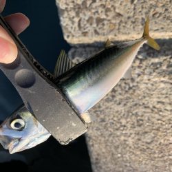 良型アジどこいった