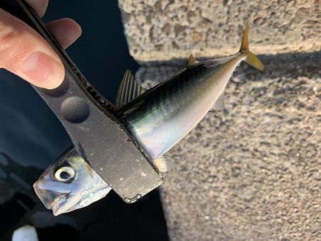 良型アジどこいった