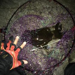 秋イカ渋、ウツボ太刀魚猛攻(⌒-⌒; )