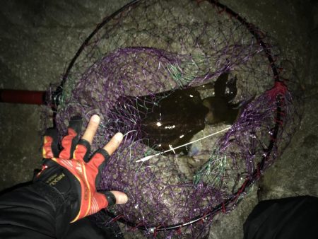 秋イカ渋、ウツボ太刀魚猛攻(⌒-⌒; )