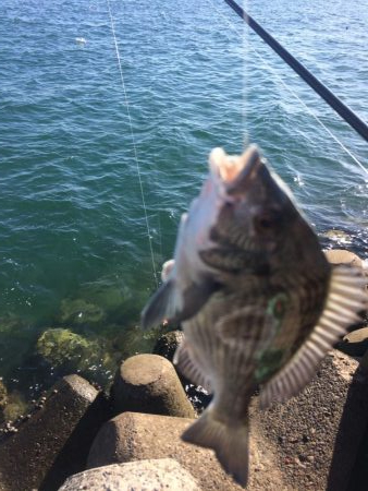 ふかせ釣り練習中！