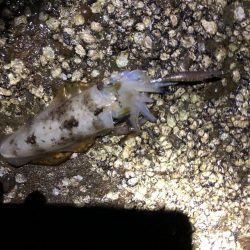 今シーズンエギングパート2