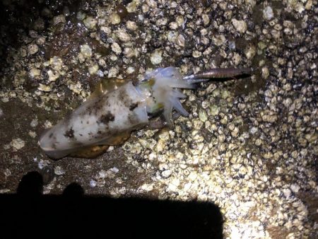 今シーズンエギングパート2