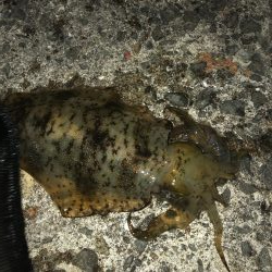 ショアジギング