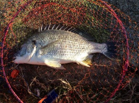 秋のクロダイ釣行
