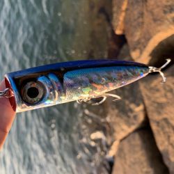 青物ラッシュも終盤か、、、