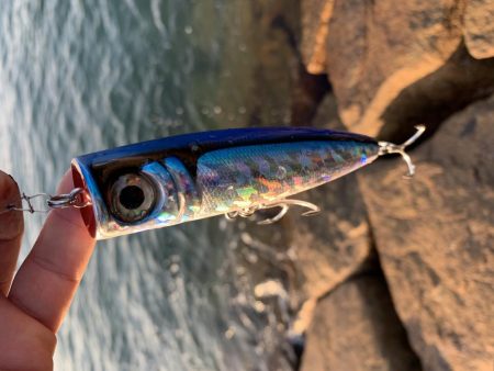 青物ラッシュも終盤か、、、