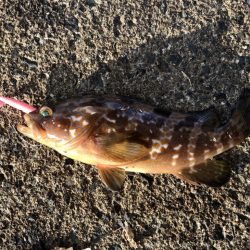 イカさんお留守