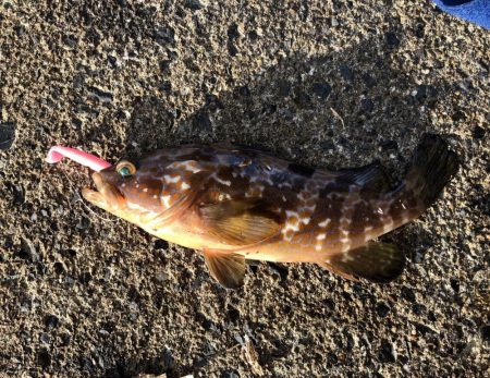 イカさんお留守