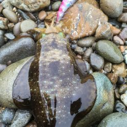 サイズアップならず…