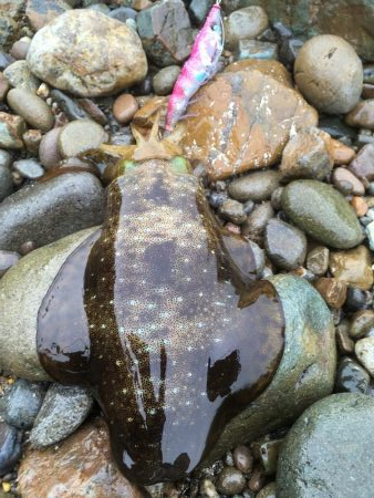 サイズアップならず...