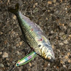 ミノーで勝負！