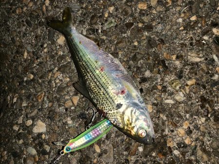 ミノーで勝負！