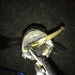 シーバスナイトゲーム秋爆体験