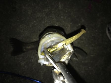 シーバスナイトゲーム秋爆体験