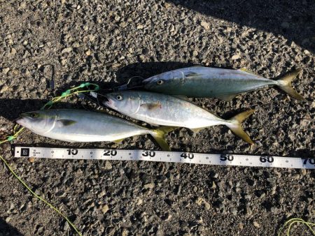 太刀魚とのませで青物狙い