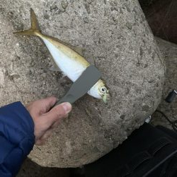 姫路港アジング釣果