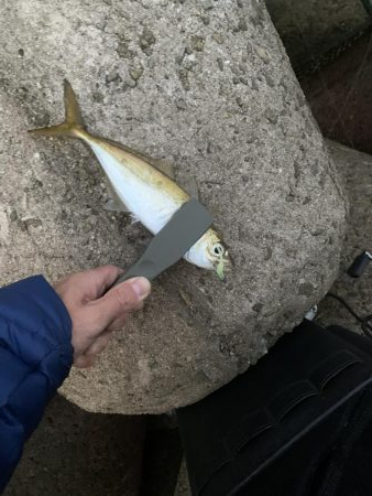 姫路港アジング釣果