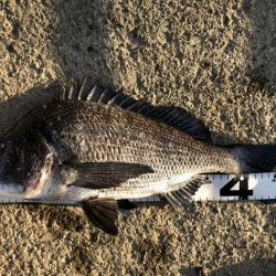 イチノ兄弟、釣果！