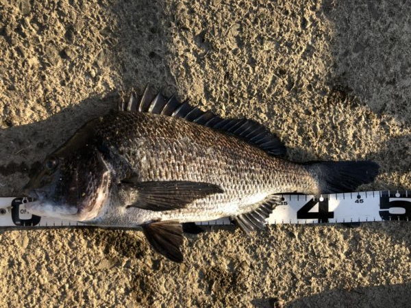 イチノ兄弟、釣果！