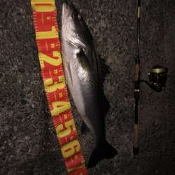 フィッシャーマンビレッジシーバス