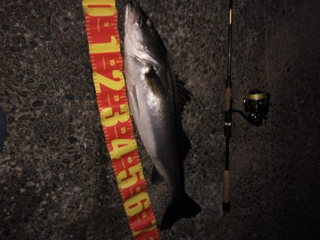 フィッシャーマンビレッジシーバス