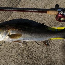 夜勤明けの自転車釣行