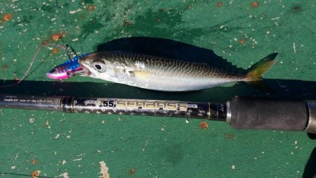 仕事終わりの朝マズメ自転車釣行