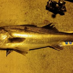 タチウオ狙いのワインドで