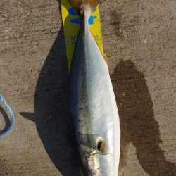 朝マズメ ワインド