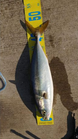 朝マズメ ワインド