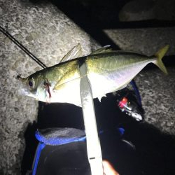 アジング淡路遠征撃沈