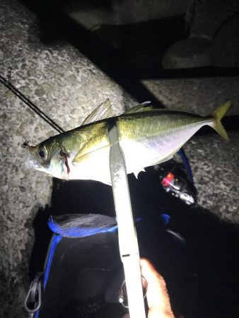 アジング淡路遠征撃沈