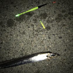 タチウオ終わり？