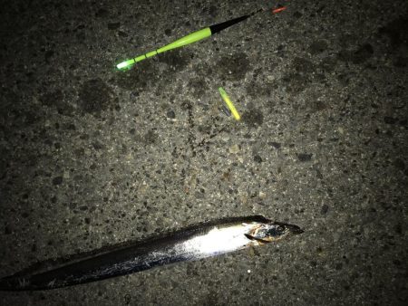 タチウオ終わり？