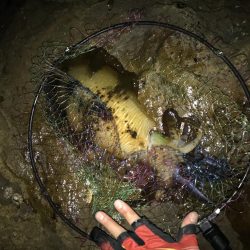 アオリイカ計7杯 200g〜910g