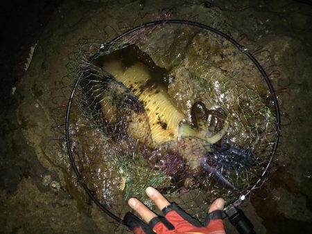 アオリイカ計7杯 200g〜910g