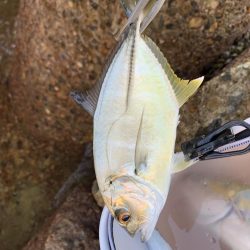 地元よ。こんなに釣れてたのか。