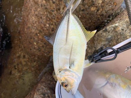 地元よ。こんなに釣れてたのか。