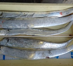 タチウオテンヤとメタルジグ