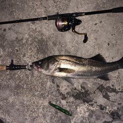 筋トレ後の時短シーバス！！