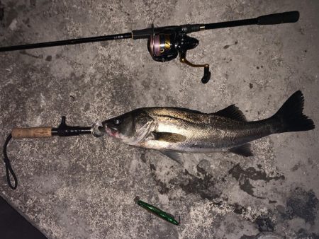 筋トレ後の時短シーバス！！