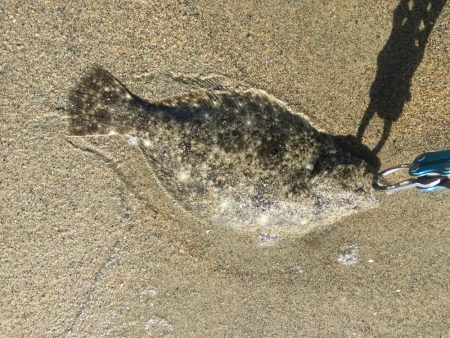 フラットフィッシュ好調