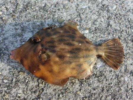 前回と違い今回のカワハギは渋い